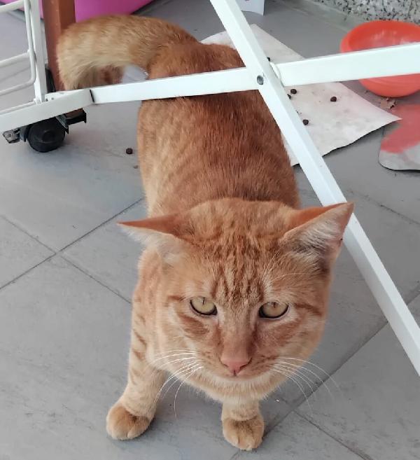 Alex giovane micione rosso Foto 2